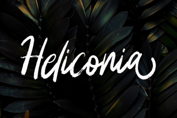 Heliconia: A Premium Script Font for Brand Identity